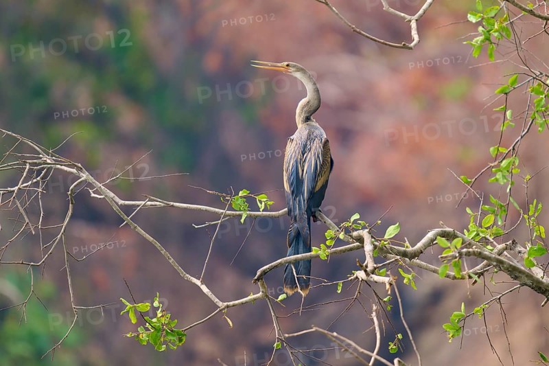 Bird, sitting on a thin branch in front of a background of natural colours and soft drawing, Darter (Anhinga anhinga), Pantanal, Mato Grosso, Brazil