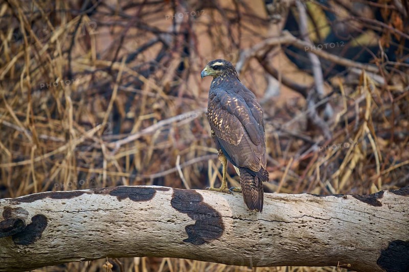 A bird of prey resting on a branch surrounded by dense branches, Black Buzzard (Buteogallus urubitinga), Pantanal, Mato Grosso, Brazil