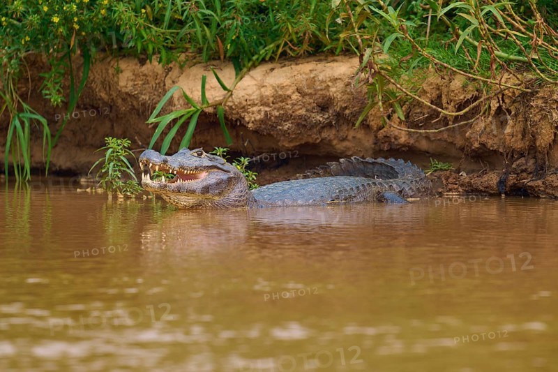 A caiman lies on the bank of a river, partly in the water, surrounded by green vegetation, Spectacled caiman (Caiman yacare, Caiman crocodilus yacare), Pantanal, Mato Grosso, Brazil