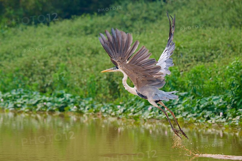 A heron flies over a water surface, surrounded by green nature, Cocoi Heron (Ardea cocoi), Pantanal, Mato Grosso, Brazil