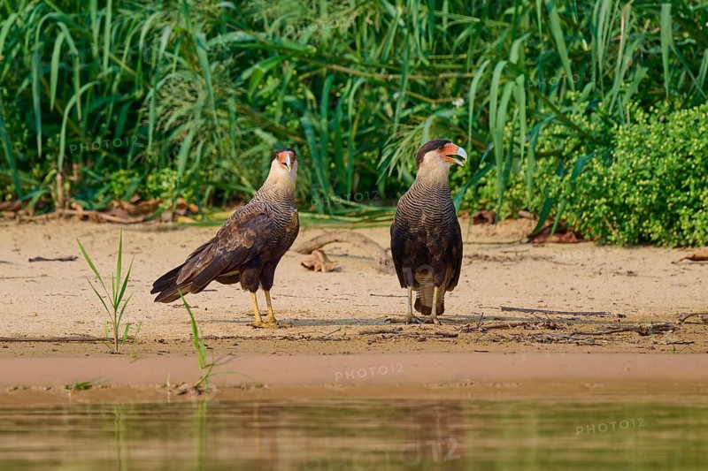 Two birds of prey standing on the bank surrounded by plants, crested caracara (Caracara plancus), Pantanal, Mato Grosso, Brazil