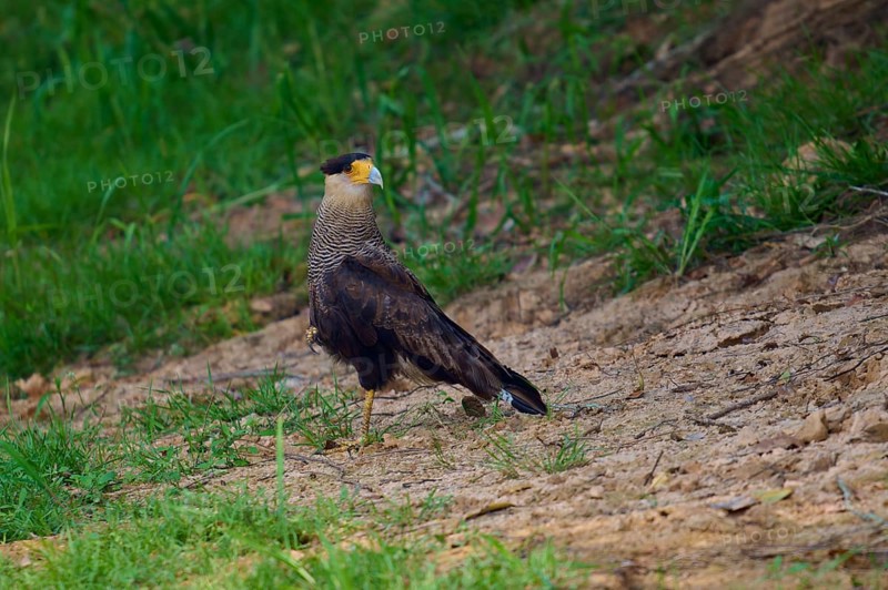 A bird of prey stands on earthy ground surrounded by grass, crested caracara (Caracara plancus), Pantanal, Mato Grosso, Brazil