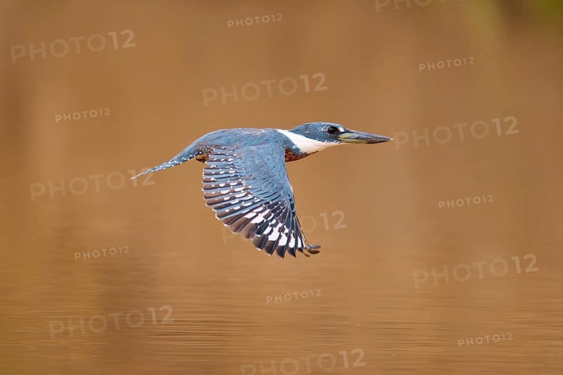A single kingfisher flies in front of a blurred brown background, Red-breasted Kingfisher (Ceryle torquata), Pantanal, Mato Grosso, Brazil