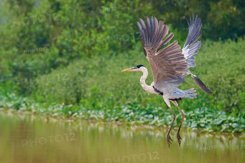 A heron soars elegantly over the water, surrounded by greenery, Cocoi Heron (Ardea cocoi), Pantanal, Mato Grosso, Brazil
