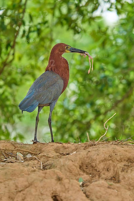 Heron standing on brown ground with a frog caught in its beak, Marbled Heron (Tigrisoma lineatum), Pantanal, Mato Grosso, Brazil