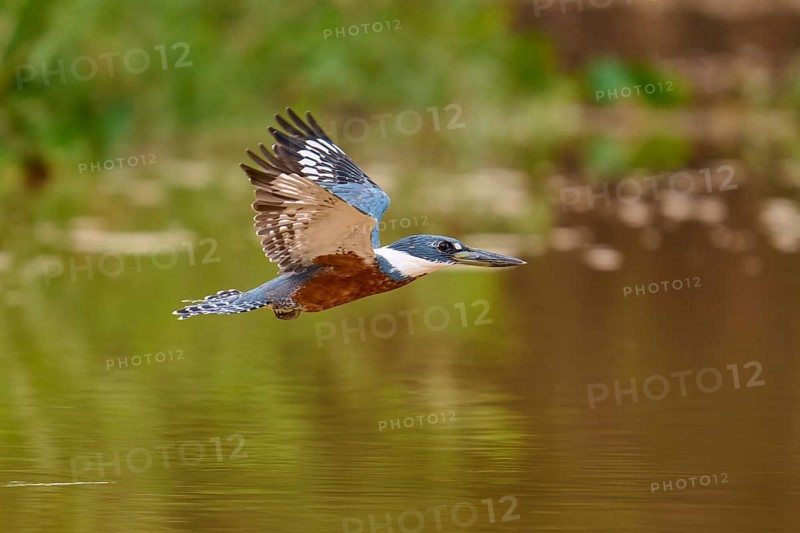 A kingfisher flies along the riverbank, wings spread wide, Red-breasted Kingfisher (Ceryle torquata), Pantanal, Mato Grosso, Brazil