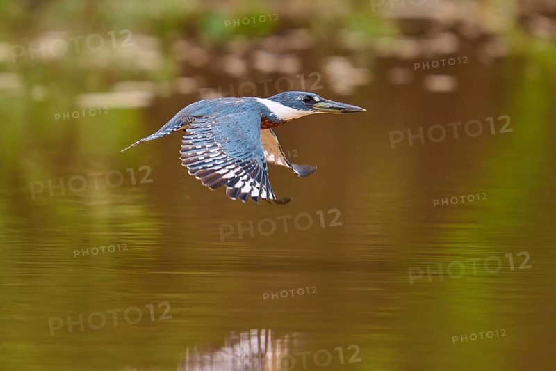 A kingfisher flies just above a water surface, green plants in the background, Red-breasted Kingfisher (Ceryle torquata), Pantanal, Mato Grosso, Brazil