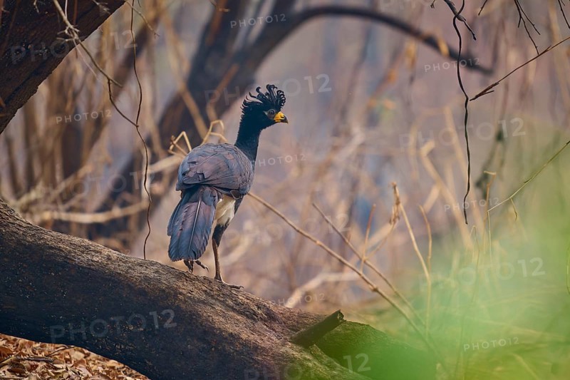 A bird with blue feathers and a yellow beak stands on a branch in a dry forest, Bare-faced Hokko (Crax fasciolata), Pantanal, Mato Grosso, Brazil