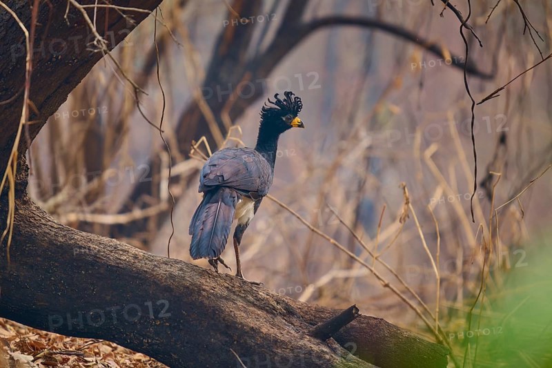 A bird with blue wings and a yellow beak balancing on a branch in the forest, naked-faced hokko (Crax fasciolata), Pantanal, Mato Grosso, Brazil