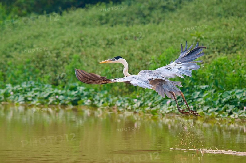 A heron with outstretched wings flying just above the water, Cocoi Heron (Ardea cocoi), Pantanal, Mato Grosso, Brazil
