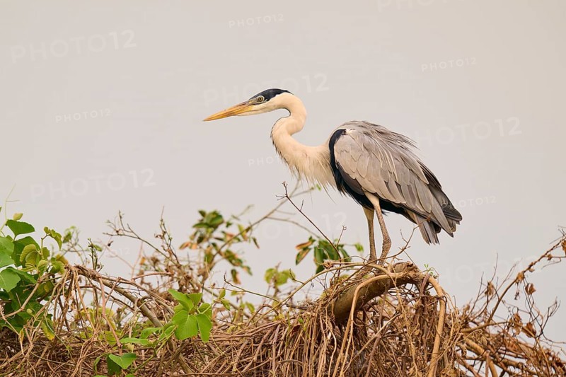 A heron resting on branches against a grey sky, Cocoi Heron (Ardea cocoi), Pantanal, Mato Grosso, Brazil
