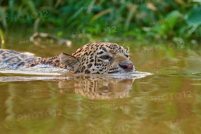 The jaguar swims leisurely in the water, surrounded by dense jungle vegetation, Jaguar (Panthera onca), Pantanal, Mato Grosso, Brazil
