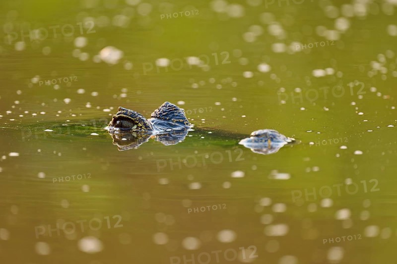 A caiman lies still in the water, its eye and part of its head sticking out, Spectacled caiman (Caiman yacare, Caiman crocodilus yacare), Pantanal, Mato Grosso, Brazil