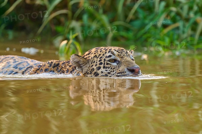 The jaguar is in the river and swims calmly through the brown water in the green surroundings, Jaguar (Panthera onca), Pantanal, Mato Grosso, Brazil