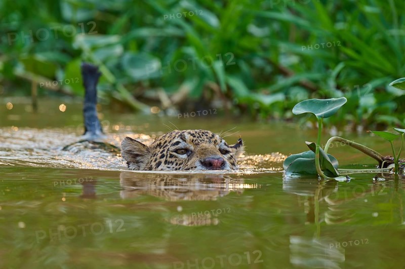 A jaguar swims in a green river, surrounded by plants in the jungle, Jaguar (Panthera onca), Pantanal, Mato Grosso, Brazil