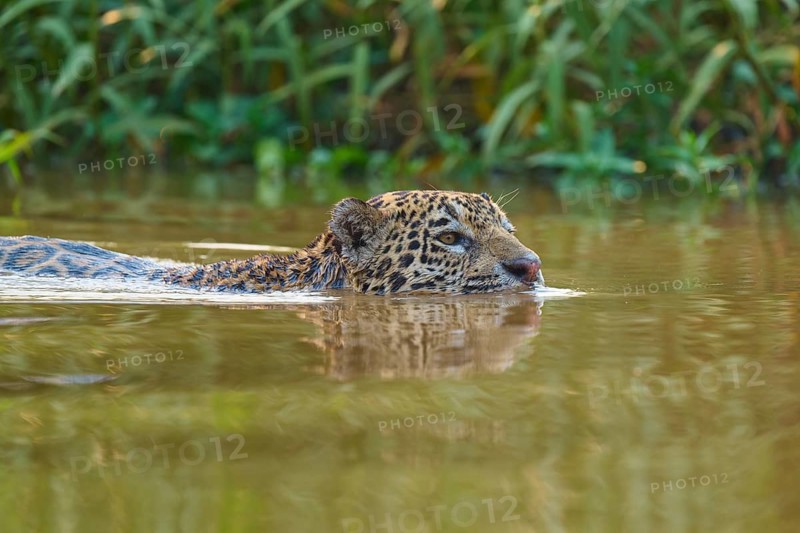 The jaguar swims in the river, its head protruding from the water, surrounded by green vegetation, Jaguar (Panthera onca), Pantanal, Mato Grosso, Brazil