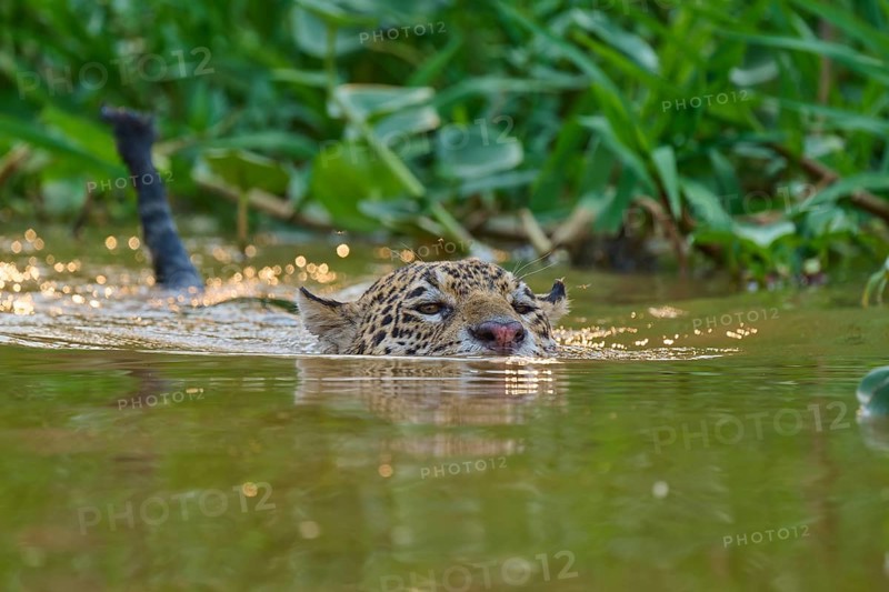 A jaguar swims through the water, surrounded by green vegetation and shimmering light reflections, Jaguar (Panthera onca), Pantanal, Mato Grosso, Brazil