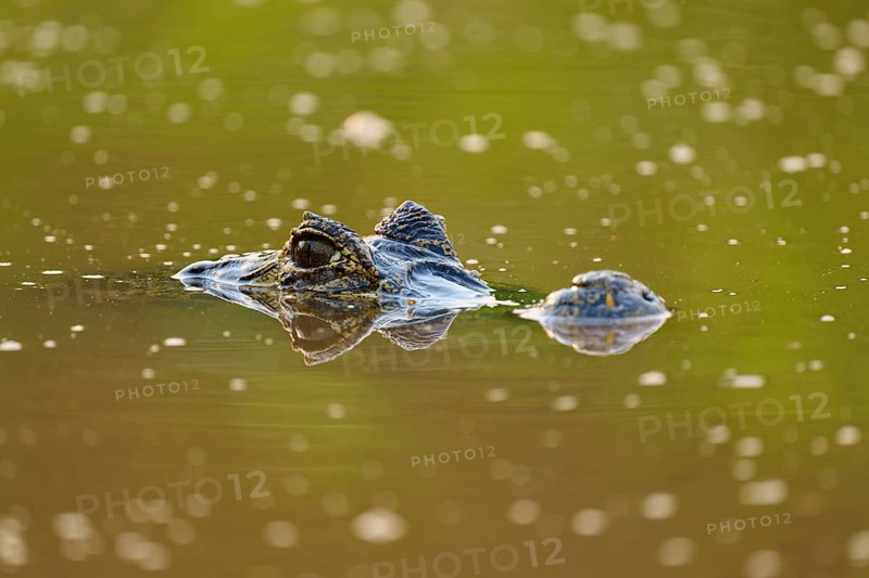 A caiman eye is visible just above the water surface and creates a camouflaged atmosphere, Spectacled caiman (Caiman yacare, Caiman crocodilus yacare), Pantanal, Mato Grosso, Brazil