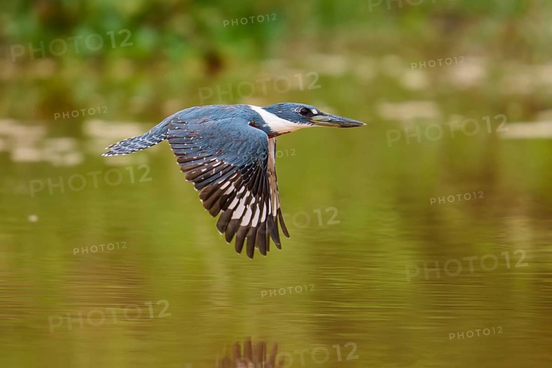 Kingfisher flying over calm water surface with soft reflection, Red-breasted Kingfisher (Ceryle torquata), Pantanal, Mato Grosso, Brazil