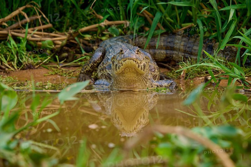 A crocodile with its reflection in the water, embedded in dense vegetation, spectacled caiman (Caiman yacare, Caiman crocodilus yacare), Pantanal, Mato Grosso, Brazil