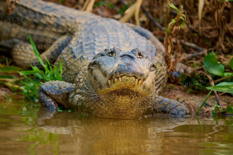 A crocodile lies at the water's edge, showing its scaly skin in a close-up, spectacled caiman (Caiman yacare, Caiman crocodilus yacare), Pantanal, Mato Grosso, Brazil