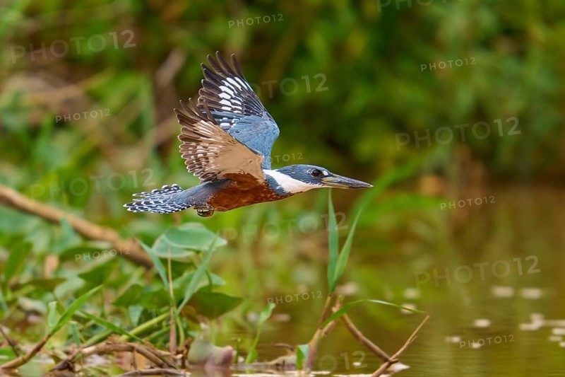 Kingfisher in flight near a water with lush vegetation, Red-breasted Kingfisher (Ceryle torquata), Pantanal, Mato Grosso, Brazil