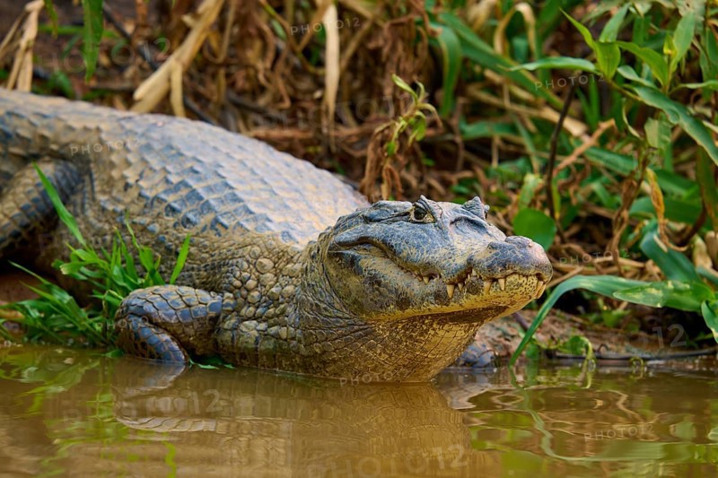 A crocodile in close-up, half waking from the water, surrounded by natural vegetation, spectacled caiman (Caiman yacare, Caiman crocodilus yacare), Pantanal, Mato Grosso, Brazil