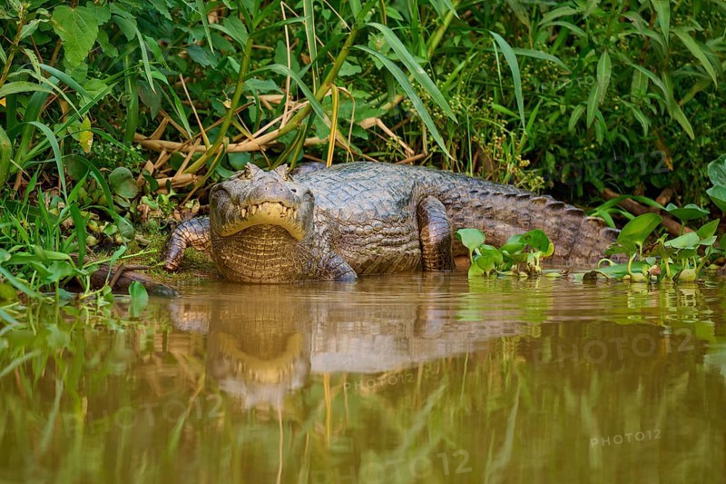 A crocodile peers out of the water, surrounded by dense tropical vegetation, spectacled caiman (Caiman yacare, Caiman crocodilus yacare), Pantanal, Mato Grosso, Brazil