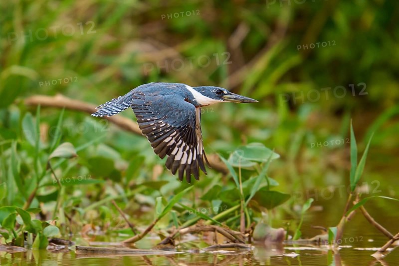 Flying kingfisher (Ceryle torquata) over green, dense riparian area, Pantanal, Mato Grosso, Brazil