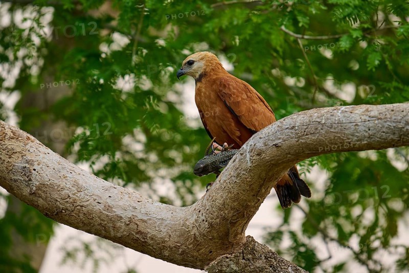 A bird of prey sits with prey on a branch in a green forest, Fish Buzzard (Busarellus nigricollis), Pantanal, Mato Grosso, Brazil