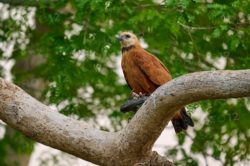 A sitting fish hawk on a branch in front of a green background in a natural environment, Fish Hawk (Busarellus nigricollis), Pantanal, Mato Grosso, Brazil