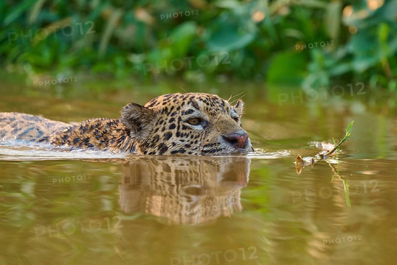 A focussed jaguar swims through the brown river water, surrounded by lush greenery, Jaguar (Panthera onca), Pantanal, Mato Grosso, Brazil