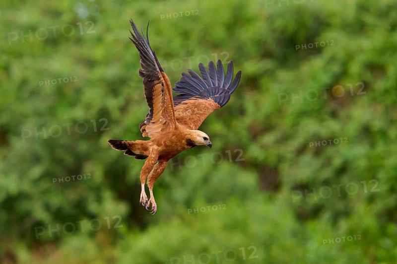 A fish hawk in lateral view flying in a green environment, fish hawk (Busarellus nigricollis), Pantanal, Mato Grosso, Brazil