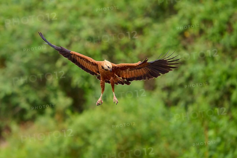 A flying fish hawk against a green background with outstretched wings, Fish Hawk (Busarellus nigricollis), Pantanal, Mato Grosso, Brazil