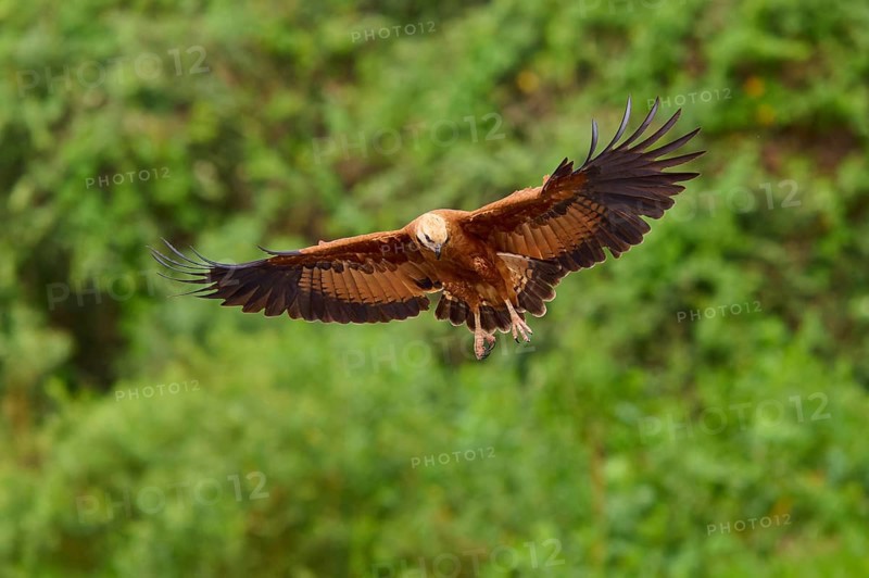 A brown fish hawk in flight with outstretched wings against a green background, Fish Hawk (Busarellus nigricollis), Pantanal, Mato Grosso, Brazil
