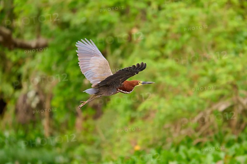 Heron flying through lush green nature, Marbled Heron (Tigrisoma lineatum), Pantanal, Mato Grosso, Brazil