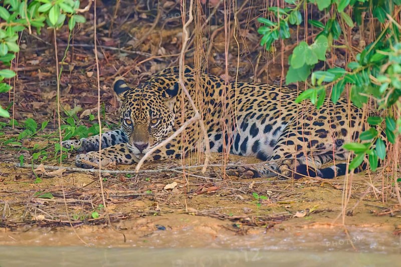A jaguar lies alert under plants and leaves, perfectly camouflaged by the natural environment, Jaguar (Panthera onca), Pantanal, Mato Grosso, Brazil