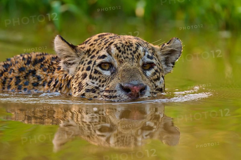 A jaguar swims calmly and attentively through the water in its natural environment, Jaguar (Panthera onca), Pantanal, Mato Grosso, Brazil