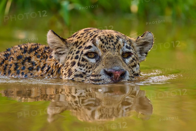 A jaguar swims through the water with an intense gaze, surrounded by natural greenery, Jaguar (Panthera onca), Pantanal, Mato Grosso, Brazil