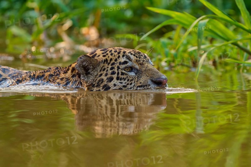A jaguar swims in calm waters surrounded by dense vegetation and reflecting light, Jaguar (Panthera onca), Pantanal, Mato Grosso, Brazil