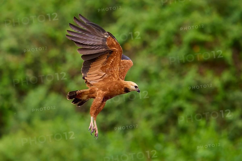 A brown fish hawk flies over a green landscape with its wings pointing upwards, Fish Hawk (Busarellus nigricollis), Pantanal, Mato Grosso, Brazil