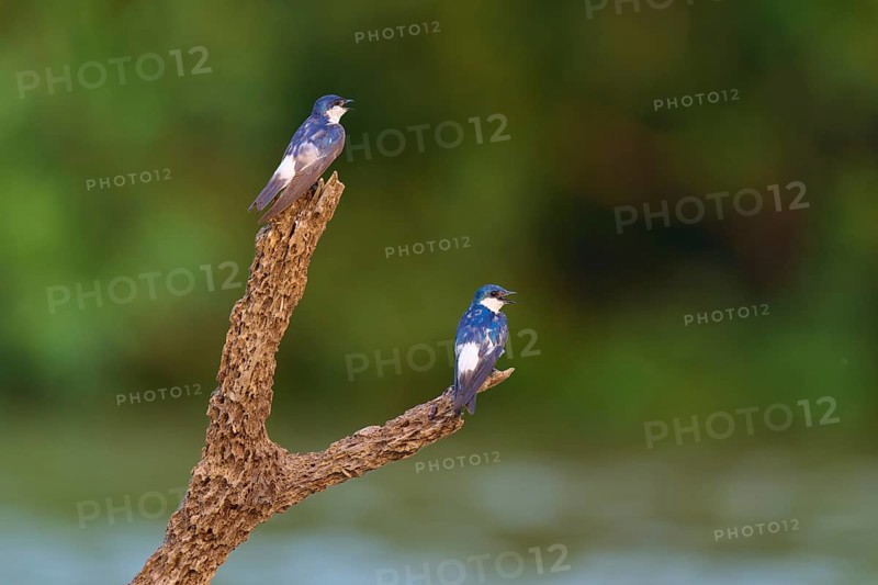 Two birds resting on a branch against a blurred green background in the wild, Cayenne Swallow (Tachycineta albiventer), Pantanal, Mato Grosso, Brazil