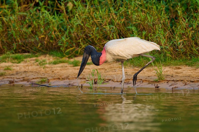 A Jabiru bird in natural surroundings, standing at the water's edge with reflection in the calm water, Jabiru (Jabiru mycteria), Pantanal, Mato Grosso, Brazil