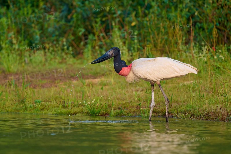 Jabiru bird on a calm water bank, surrounded by green vegetation in the soft morning light, Jabiru (Jabiru mycteria), Pantanal, Mato Grosso, Brazil