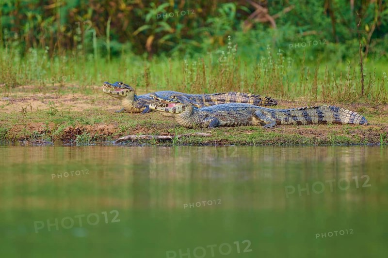 Two caimans lying on the shore, surrounded by green vegetation and calm water, spectacled caiman (Caiman yacare, Caiman crocodilus yacare), Pantanal, Mato Grosso, Brazil