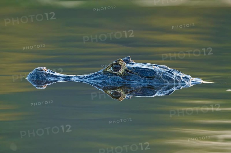 A caiman floats calmly over the still water surface with a green reflection, spectacled caiman (Caiman yacare, Caiman crocodilus yacare), Pantanal, Mato Grosso, Brazil