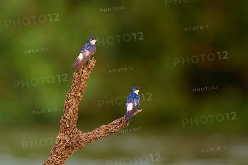 Two birds on a branch in front of a blurred green background in a natural environment, Cayenne Swallow (Tachycineta albiventer), Pantanal, Mato Grosso, Brazil