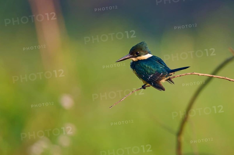 A kingfisher sitting on a branch in front of a soft green background, Green Kingfisher (Chloroceryle americana), Pantanal, Mato Grosso, Brazil