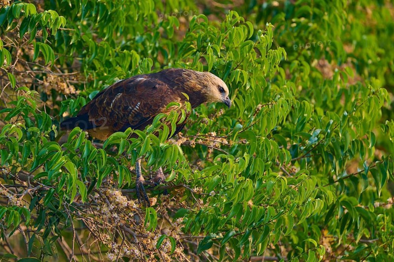 A bird of prey sits in a green tree and looks attentively at its surroundings, Fish Buzzard (Busarellus nigricollis), Pantanal, Mato Grosso, Brazil
