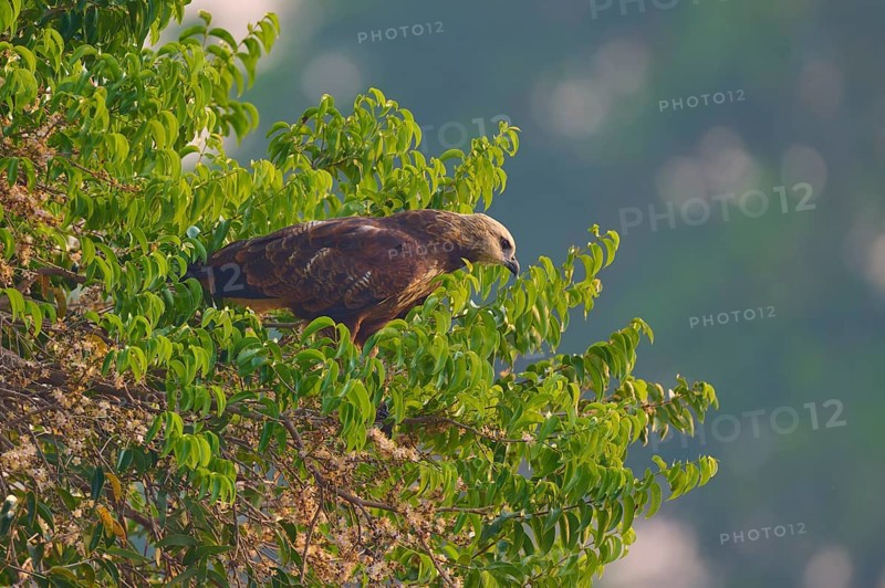 A bird of prey sits on a tree with dense greenery and observes the surroundings in natural twilight, Fish Buzzard (Busarellus nigricollis), Pantanal, Mato Grosso, Brazil